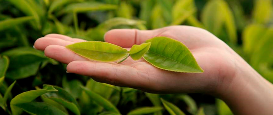 te verde beneficios semper tea