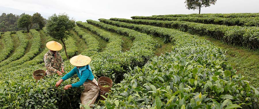 pu erh china semper tea